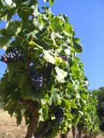 Les Vignerons De Quissac