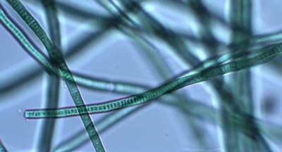 spiruline valez
