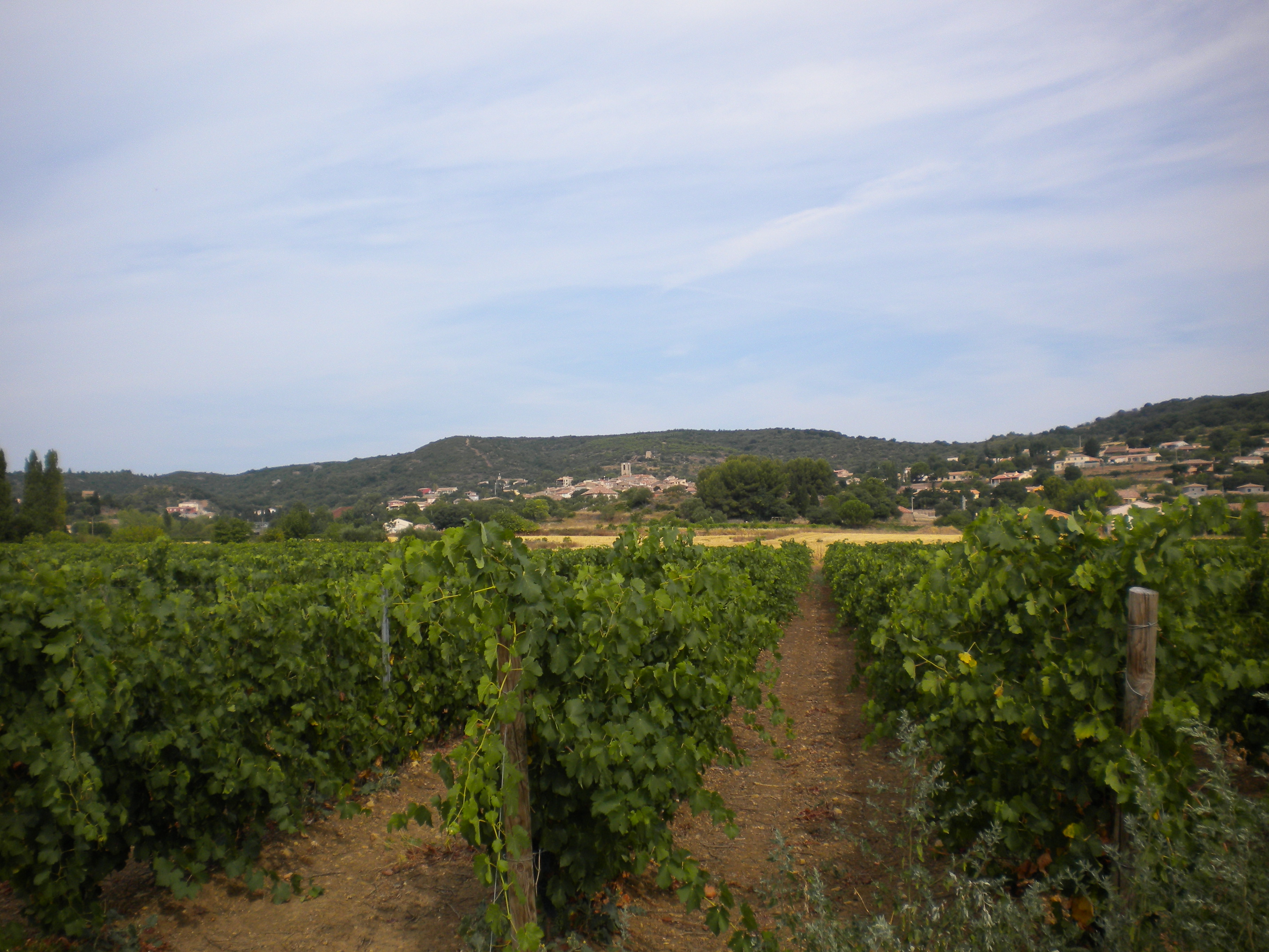 DOMAINE DE L'ASTER