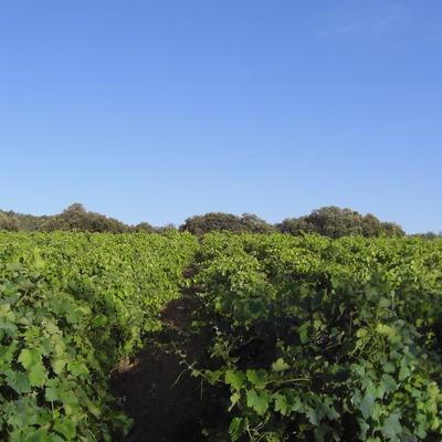 Domaine du Mas Alexandre