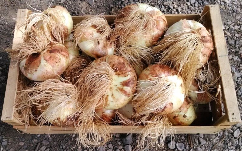 Producteurs d'oignons doux de Lezignan