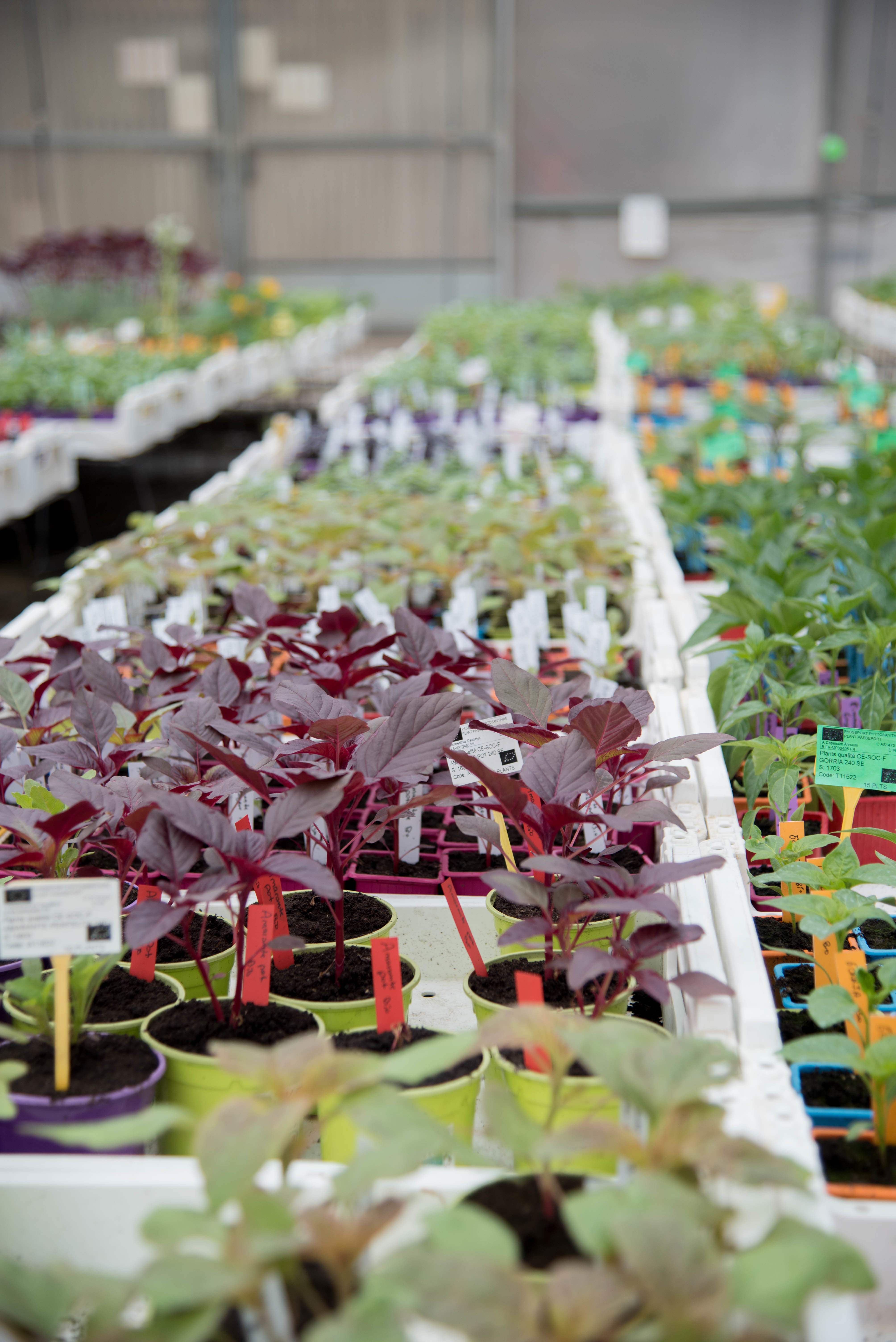 FRAUNIE PLANTS