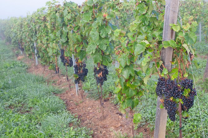 LA VINADIE