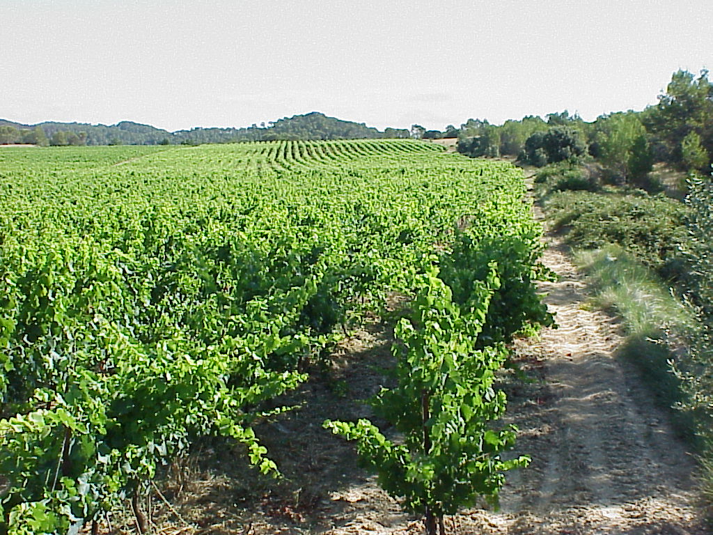 Chardonnay 2017