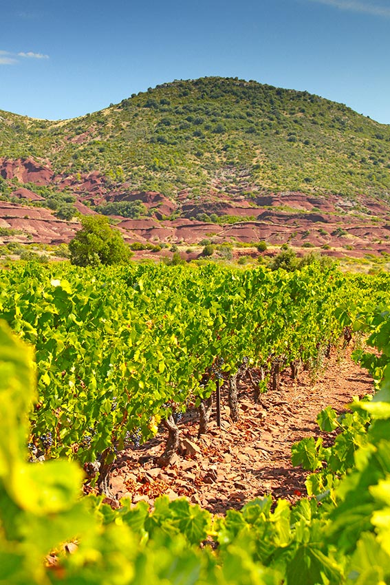 Chateau La Sauvageonne Grand Vin