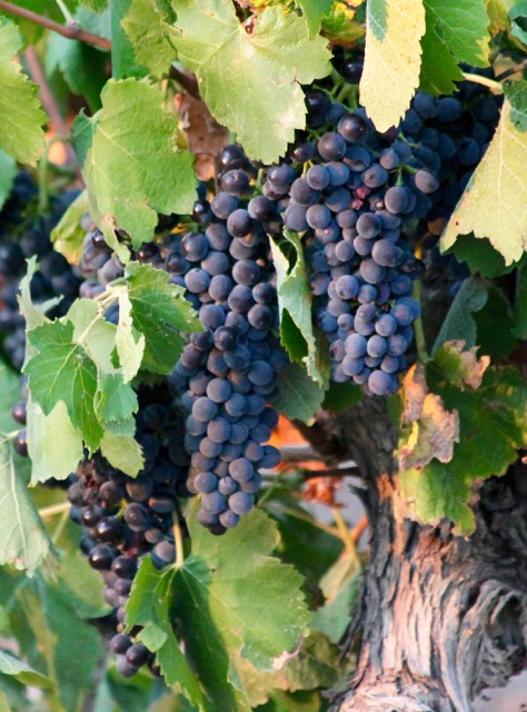 Syrah vielles Vignes