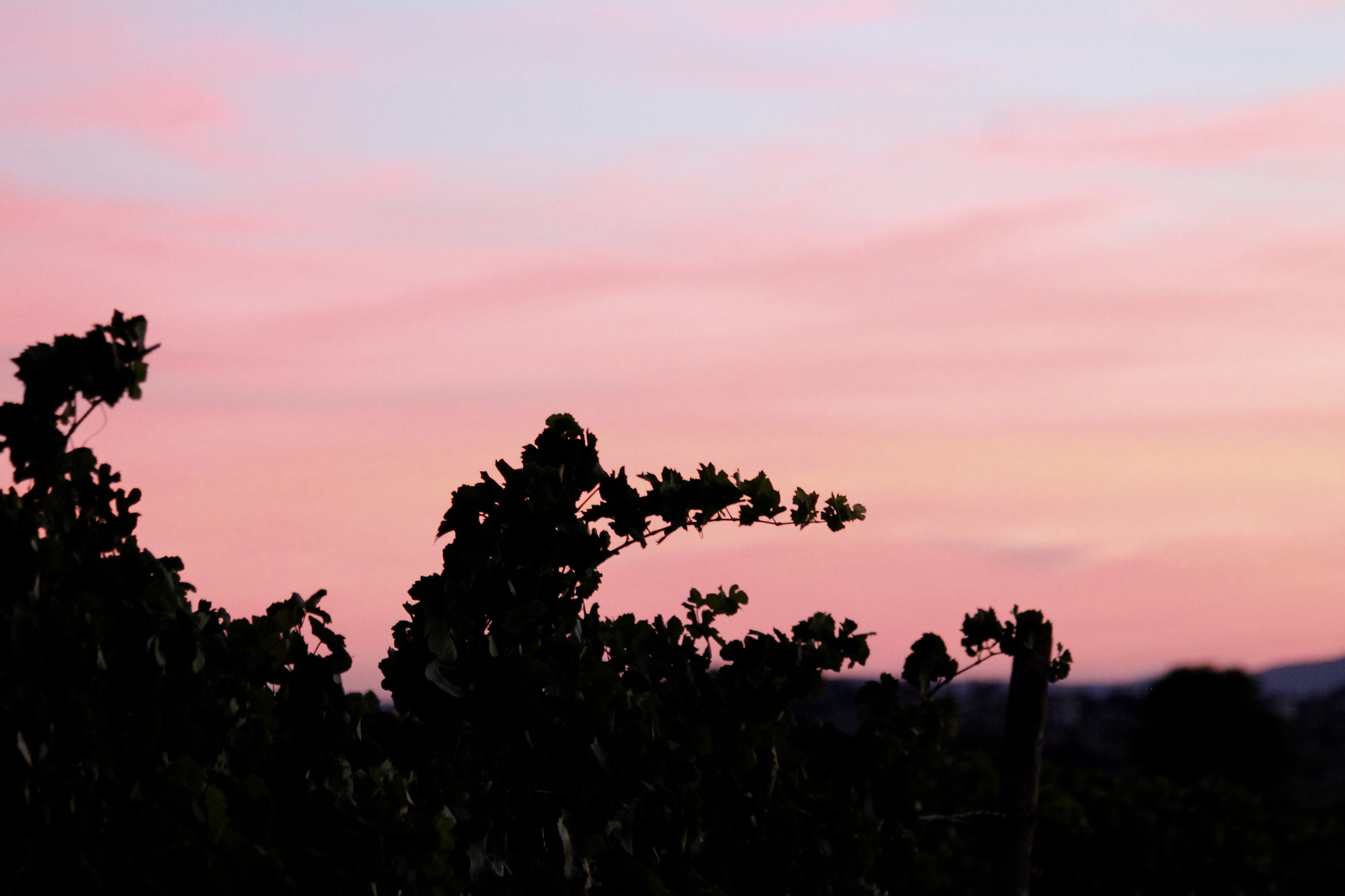 Chardonnay
