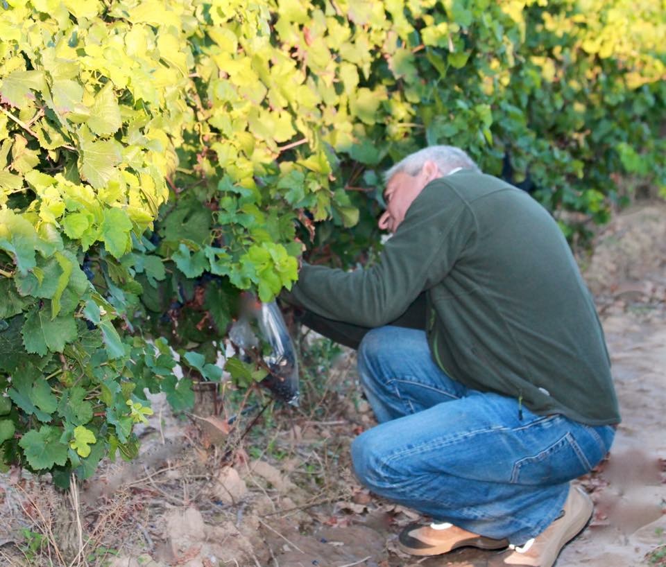 Viognier