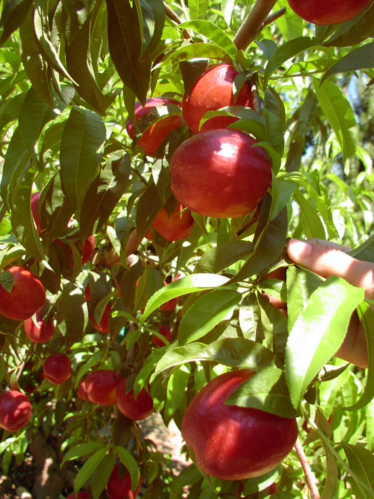 Nectarines