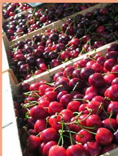CERISES