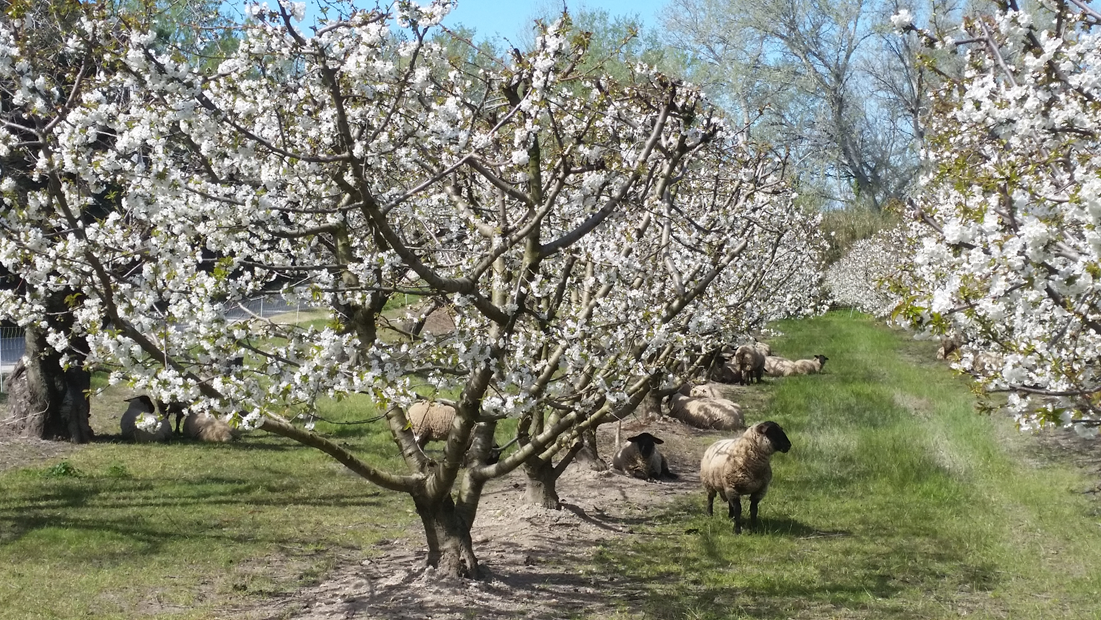 CERISES