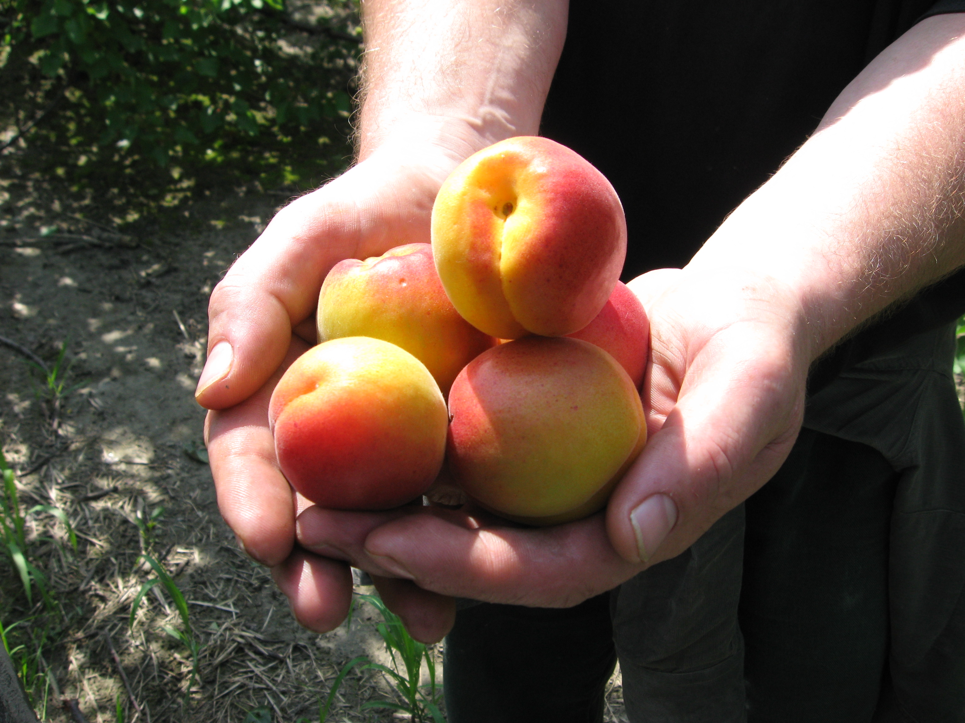 ABRICOTS