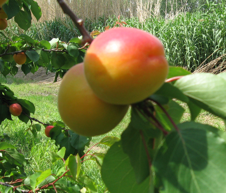 ABRICOTS