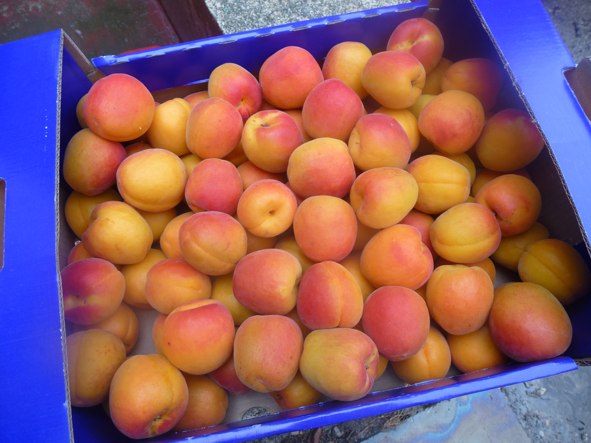 ABRICOTS