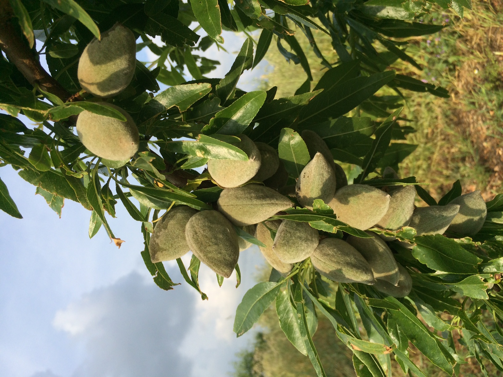 Amandes fraîches