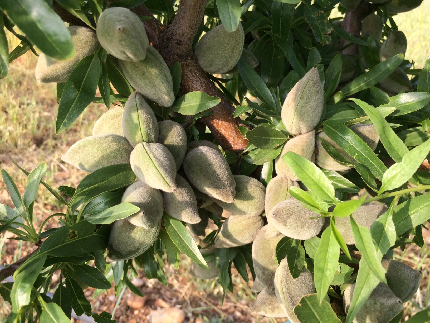 Amandes fraîches