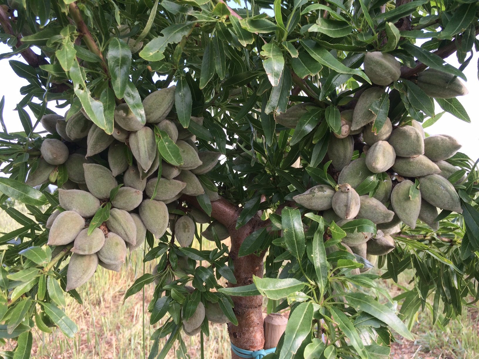 Amandes fraîches