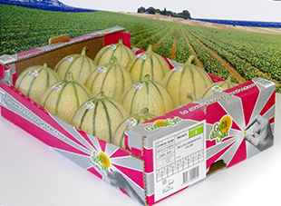 melon charentais