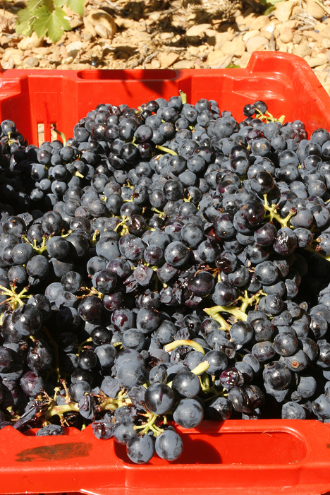 100% Vieux Carignan