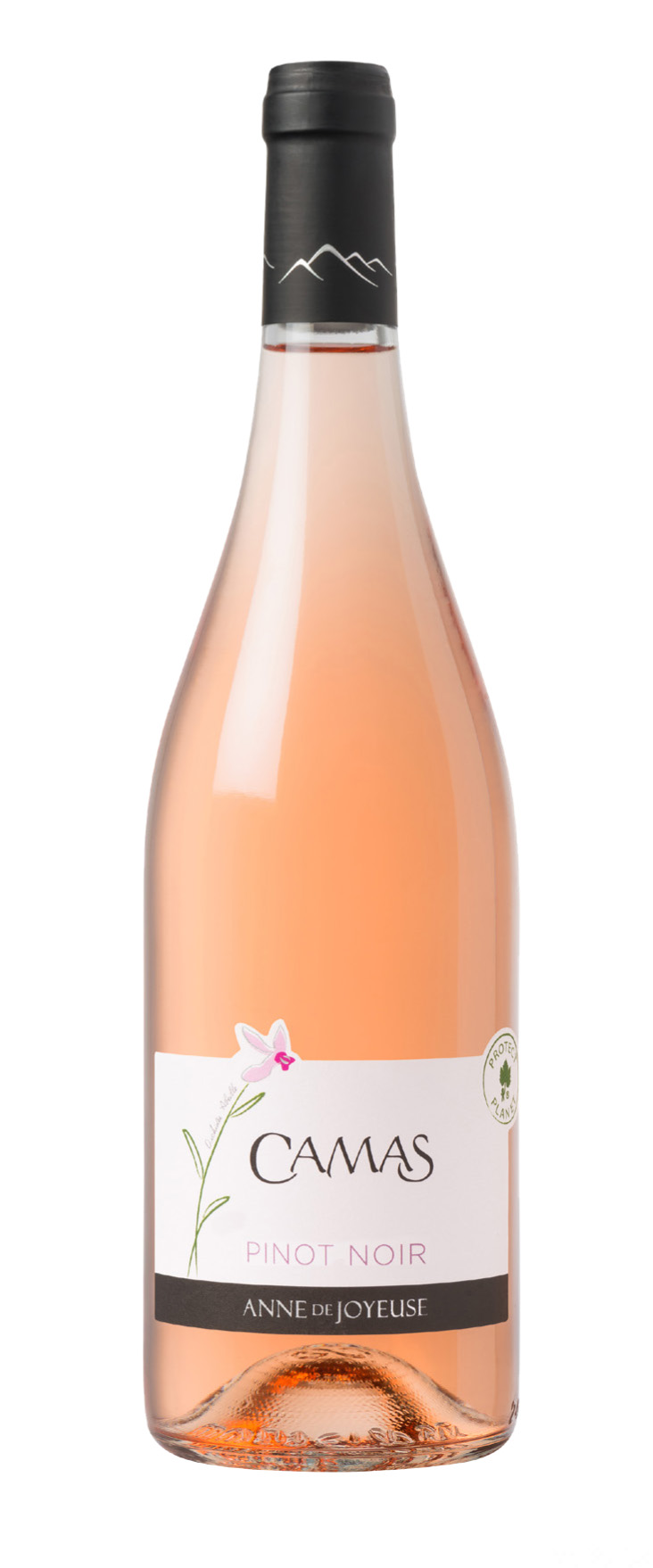 CAMAS PINOT NOIR-ROSE