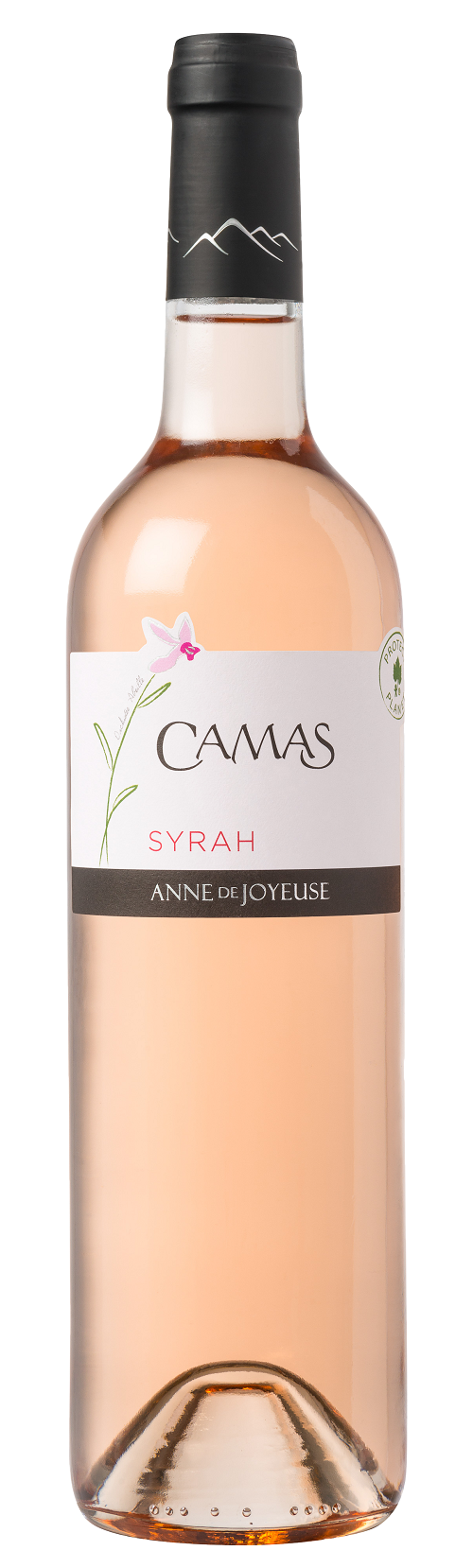 CAMAS SYRAH-ROSE
