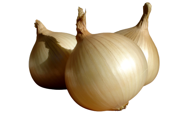 Oignon doux des Cevennes