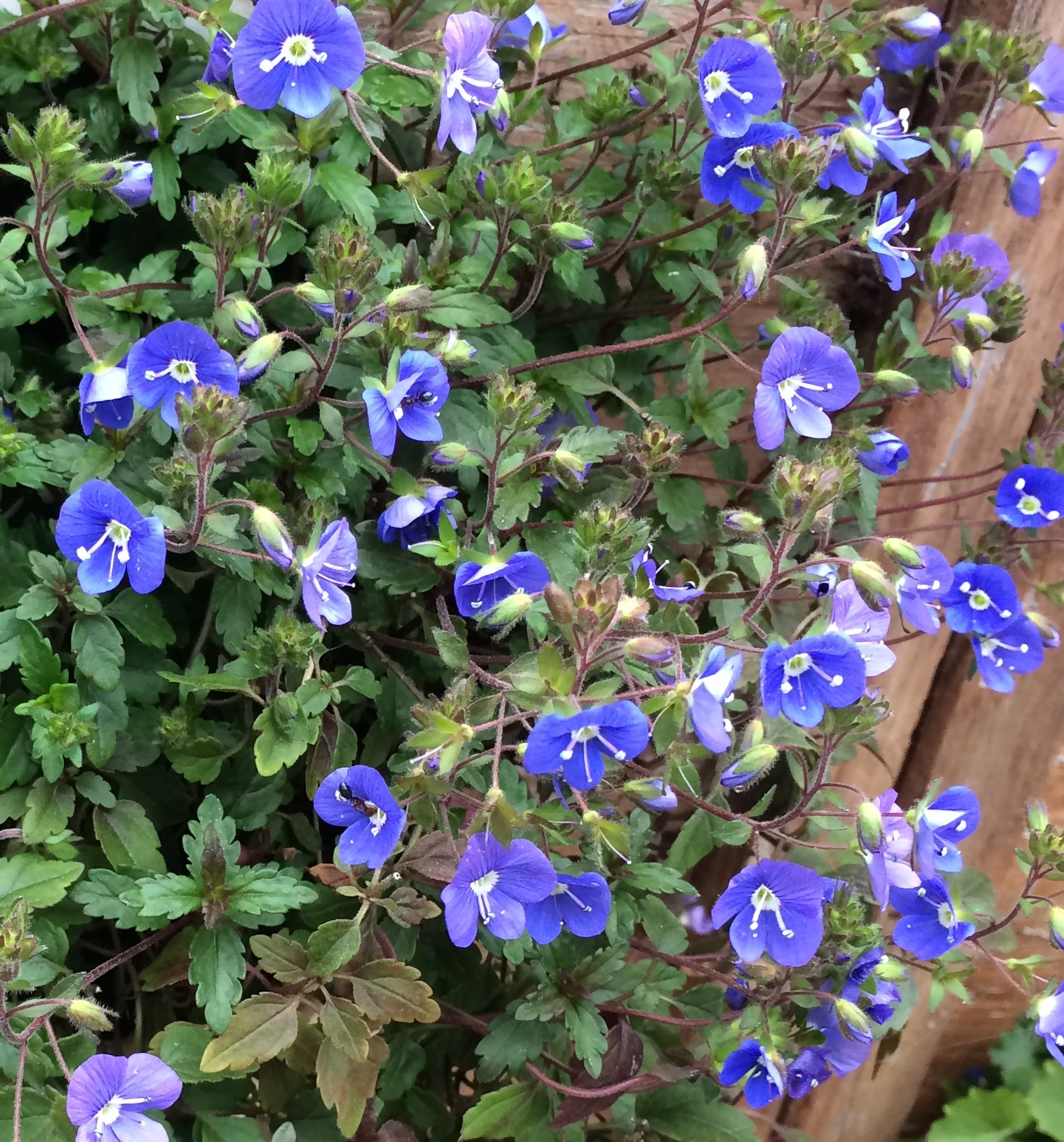 Veronica Peduncularis