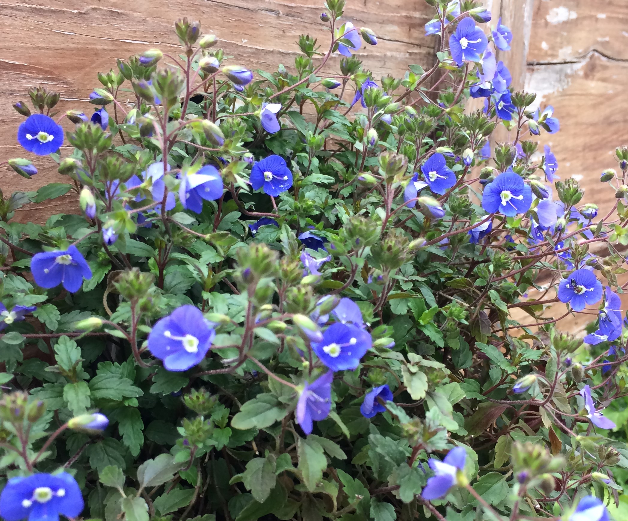 Veronica Peduncularis