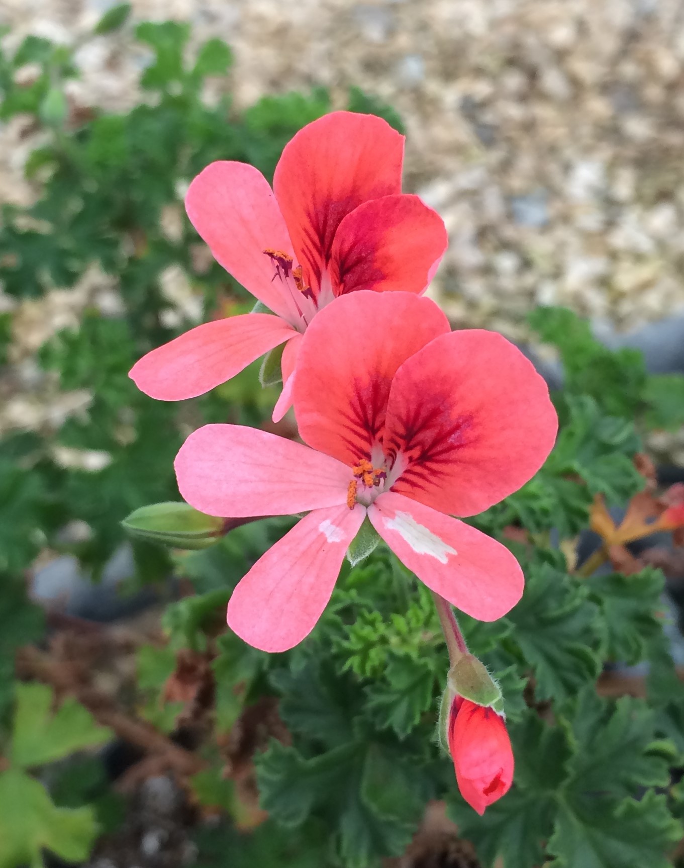 Geranium Odorant