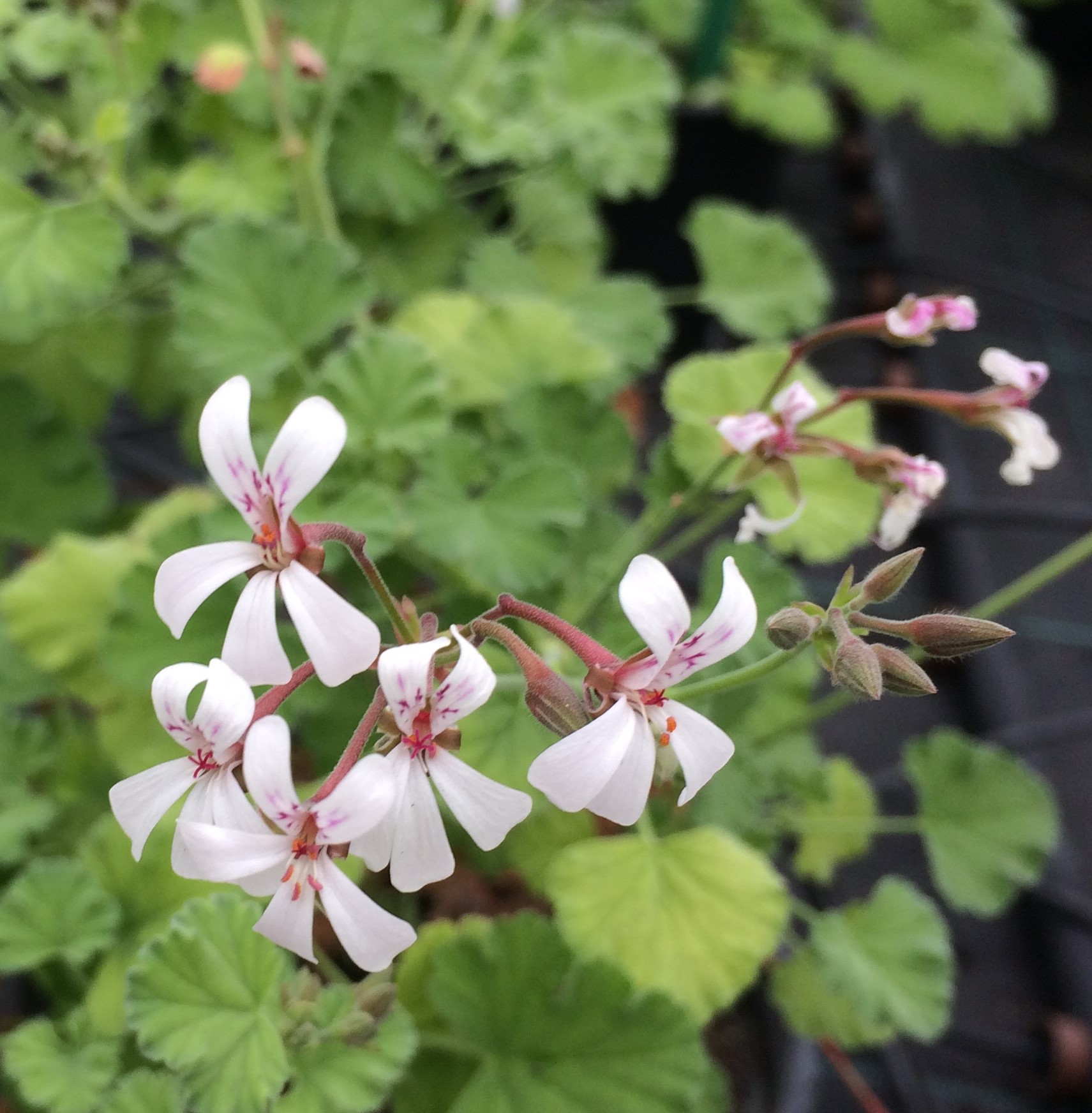 Geranium Odorant