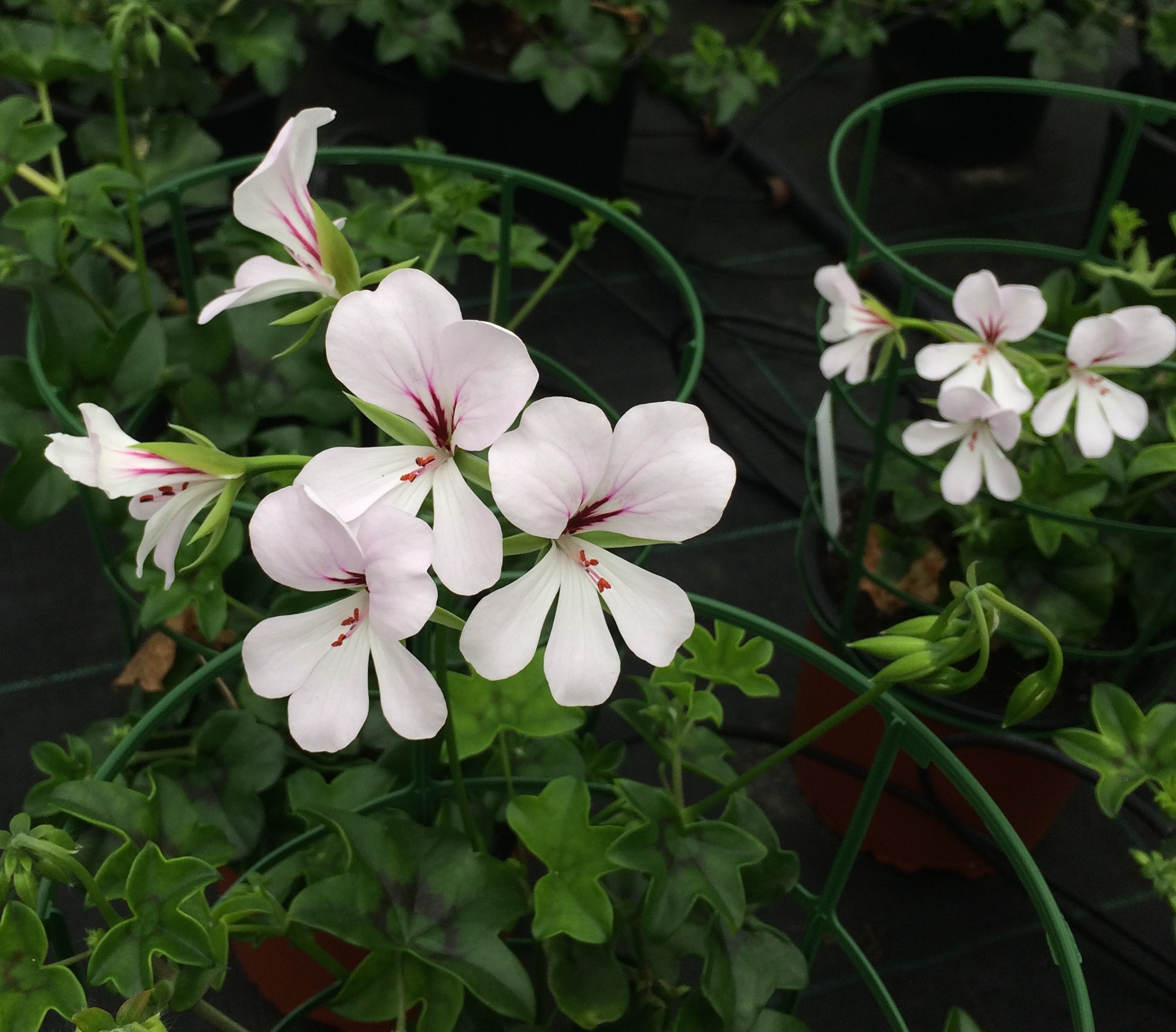 Geranium Odorant