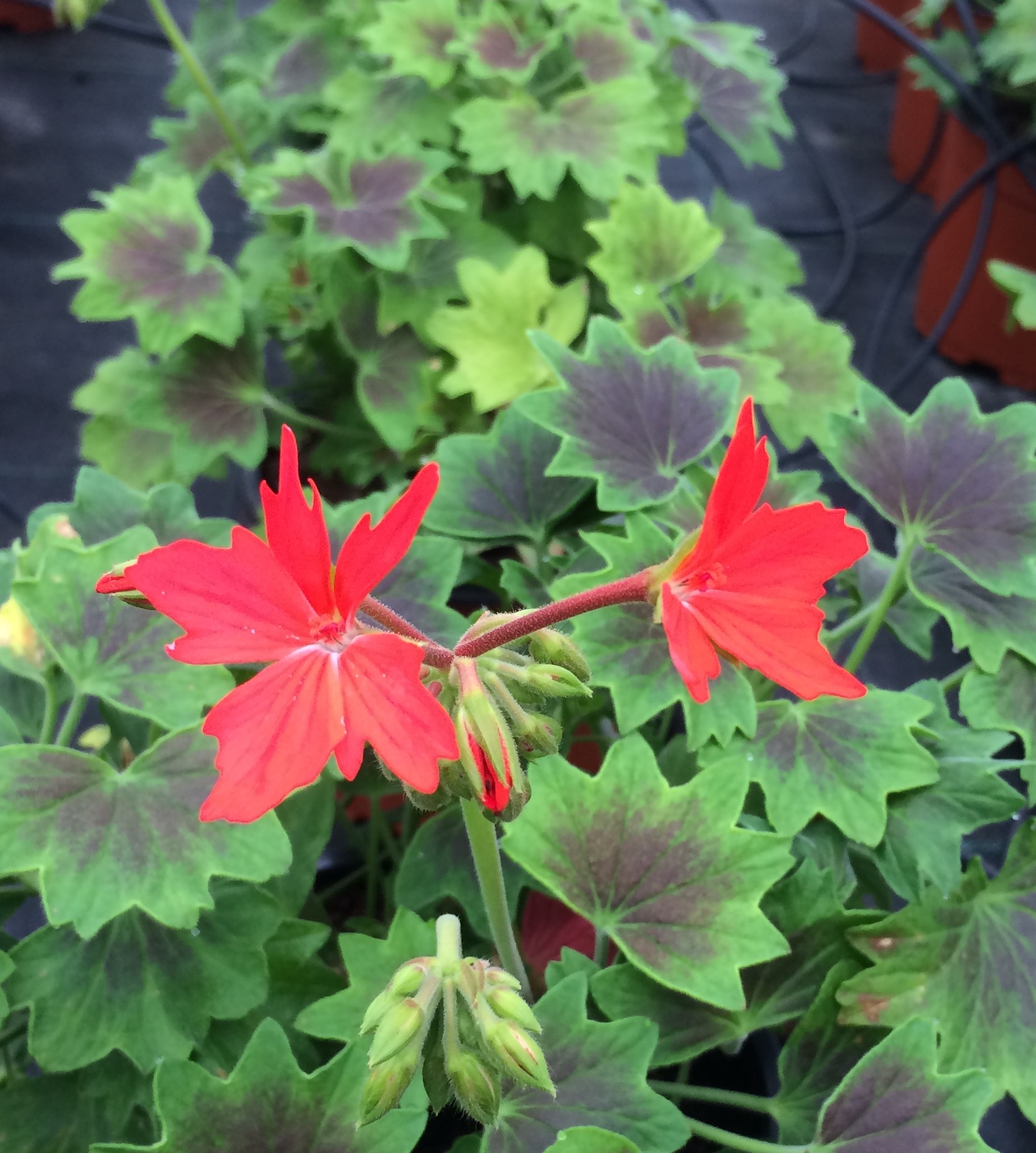 Geranium Odorant