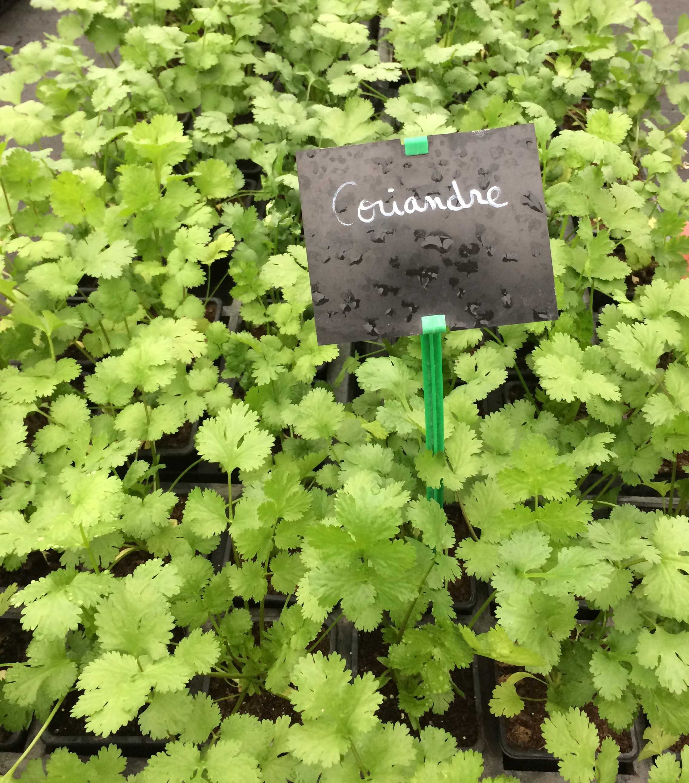Coriandre