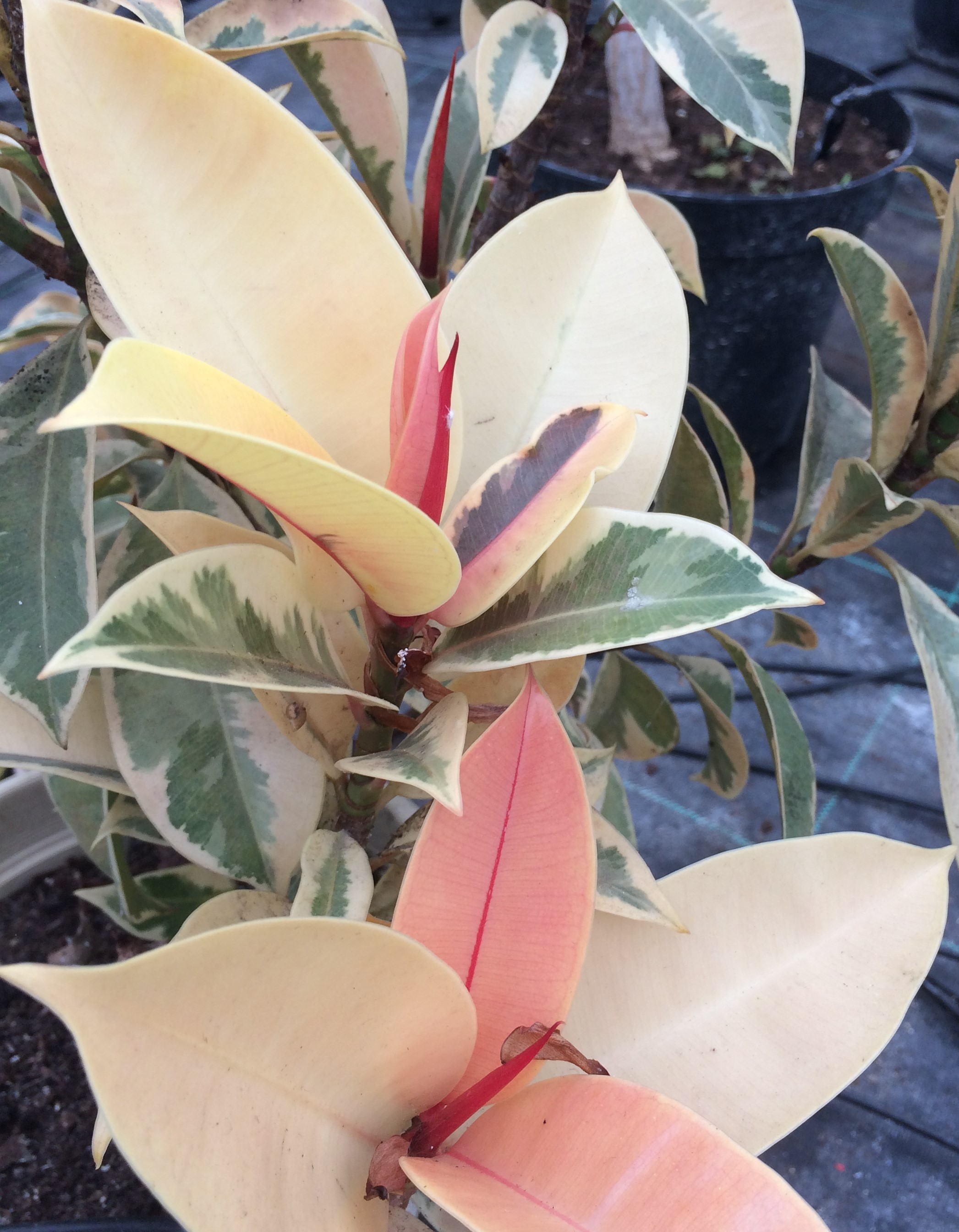 Ficus Elastica