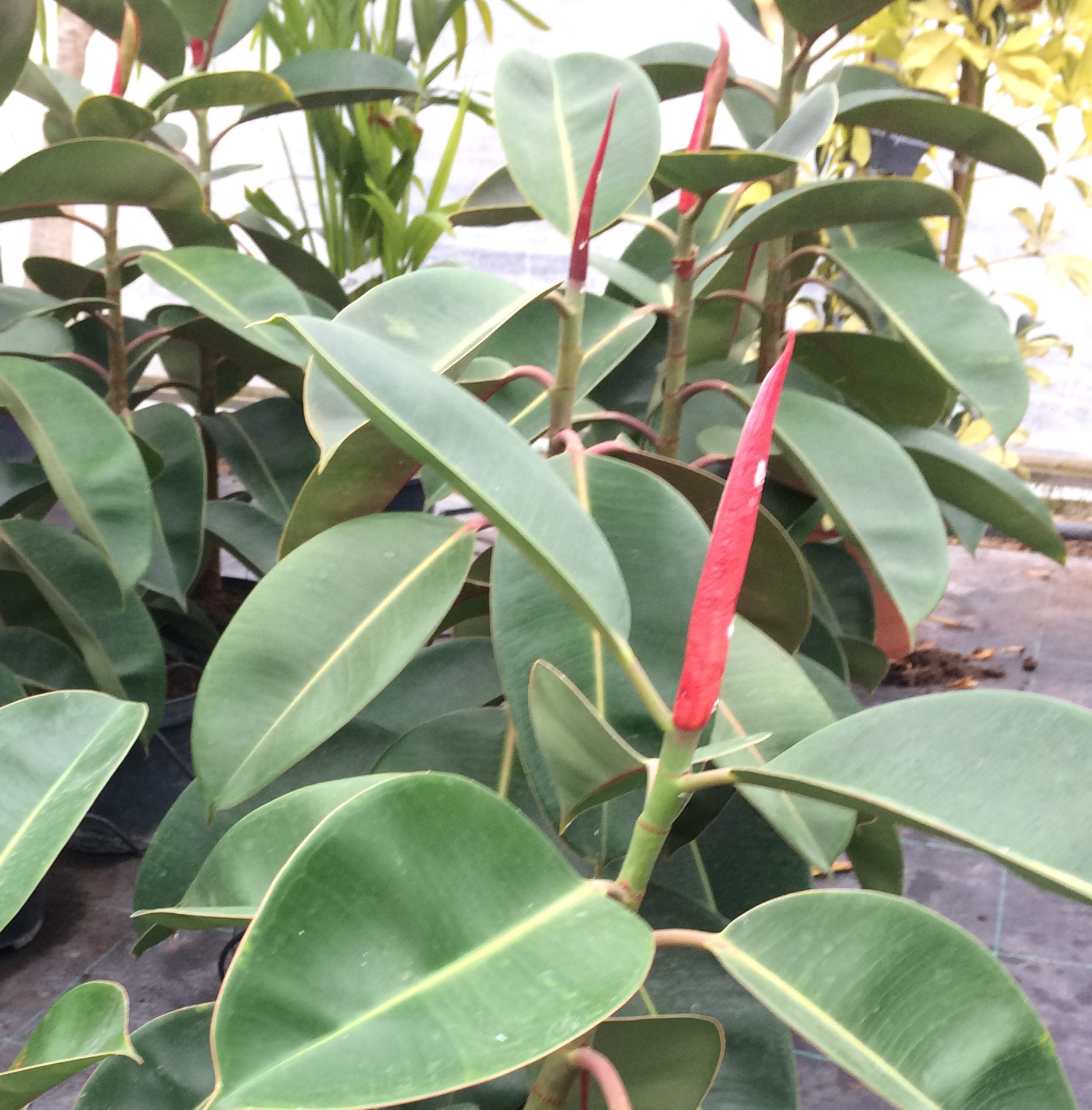Ficus Elastica