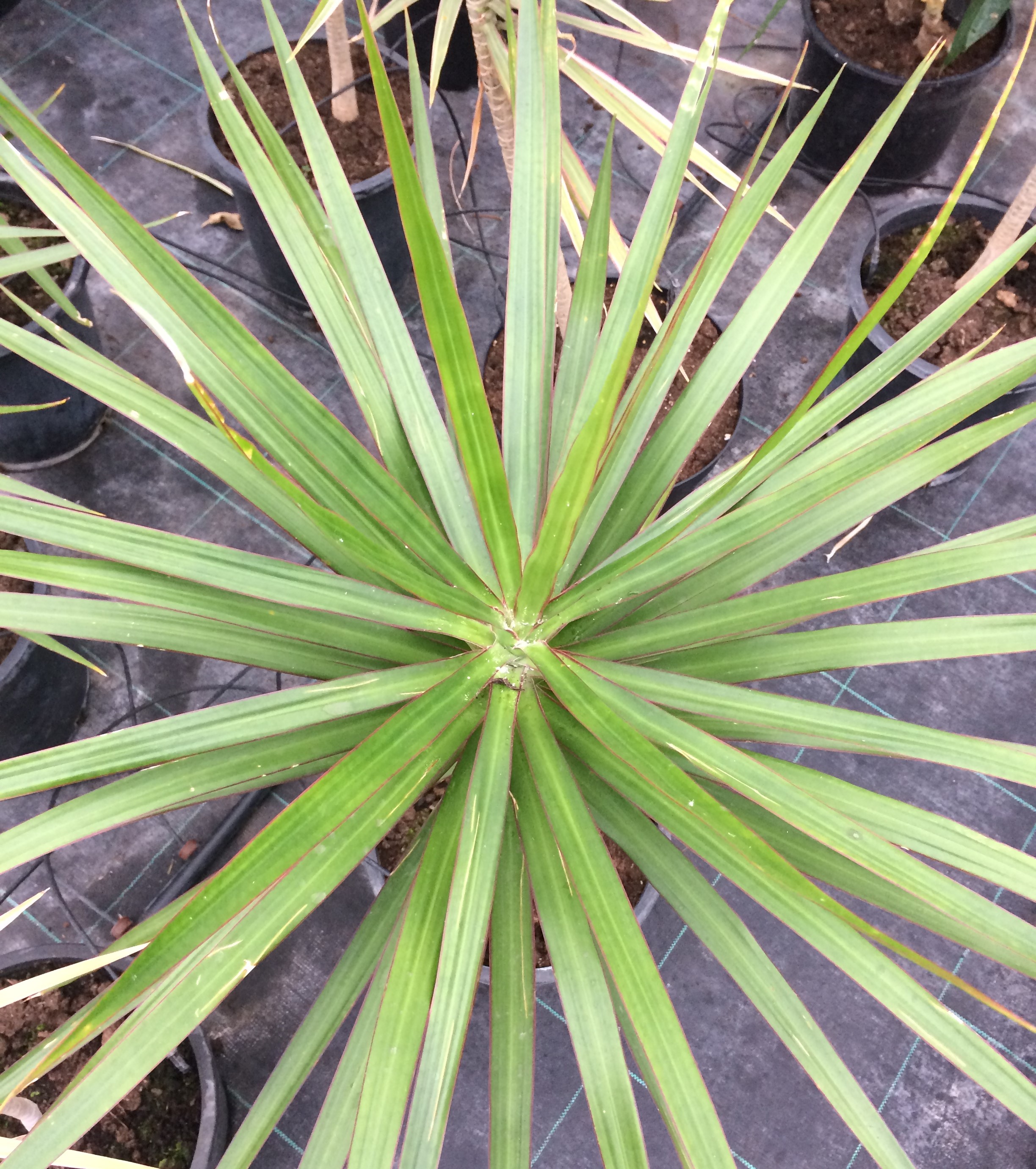Dracena