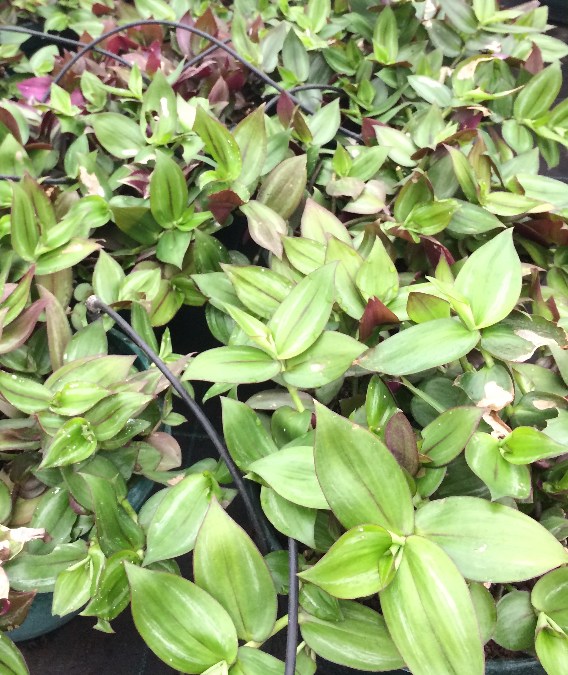 Tradescantia