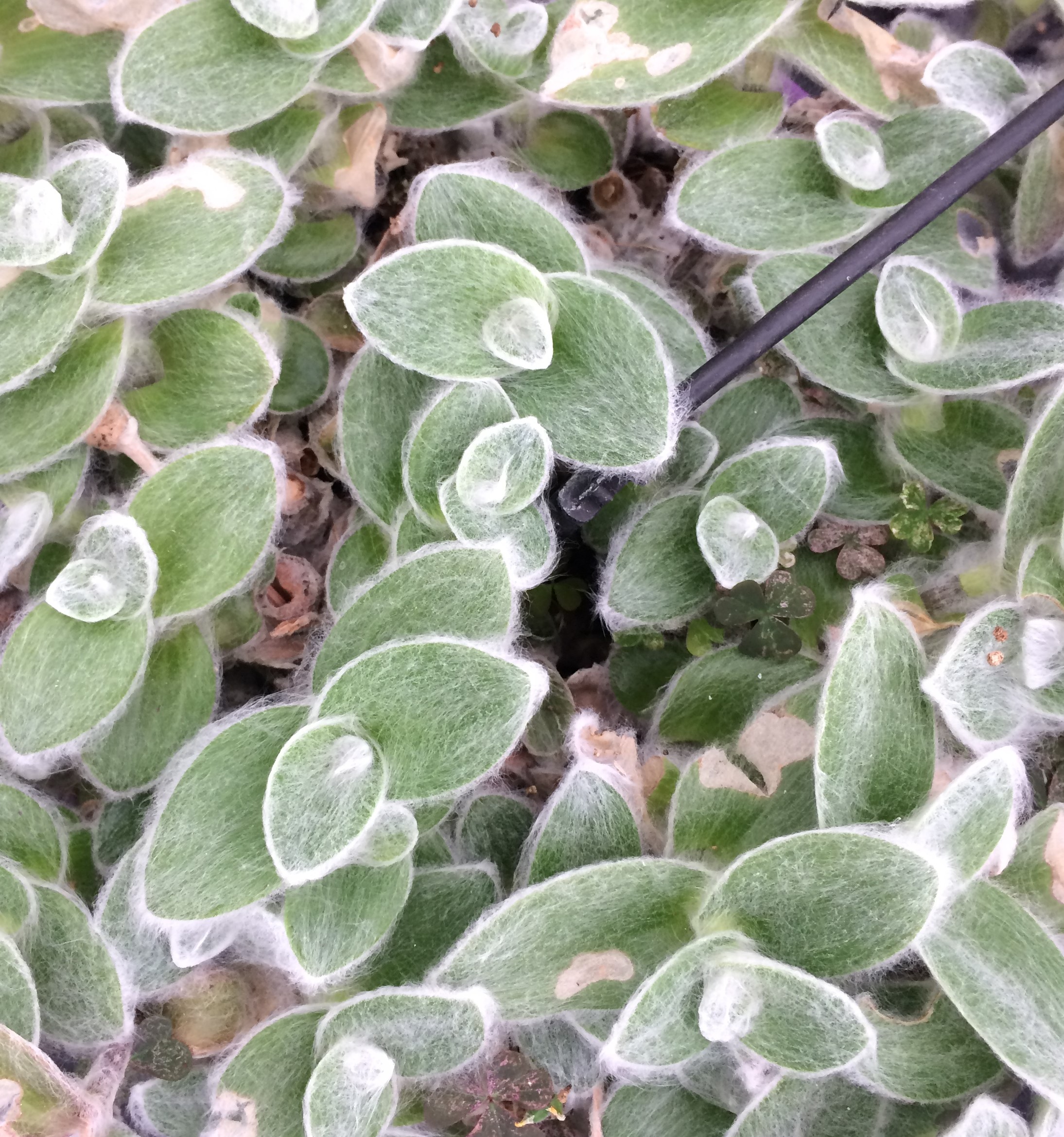 Tradescantia