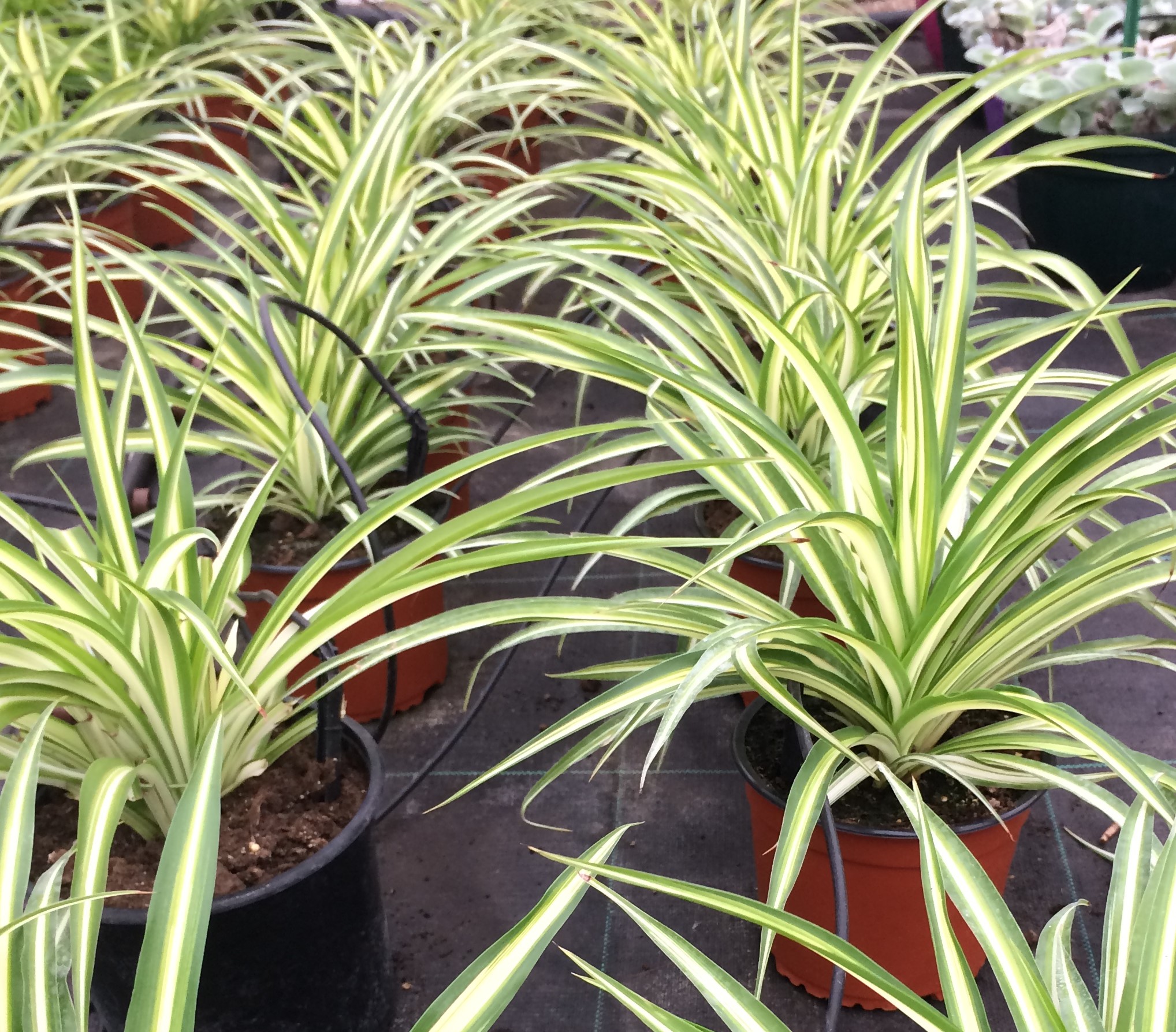 Chlorophytum