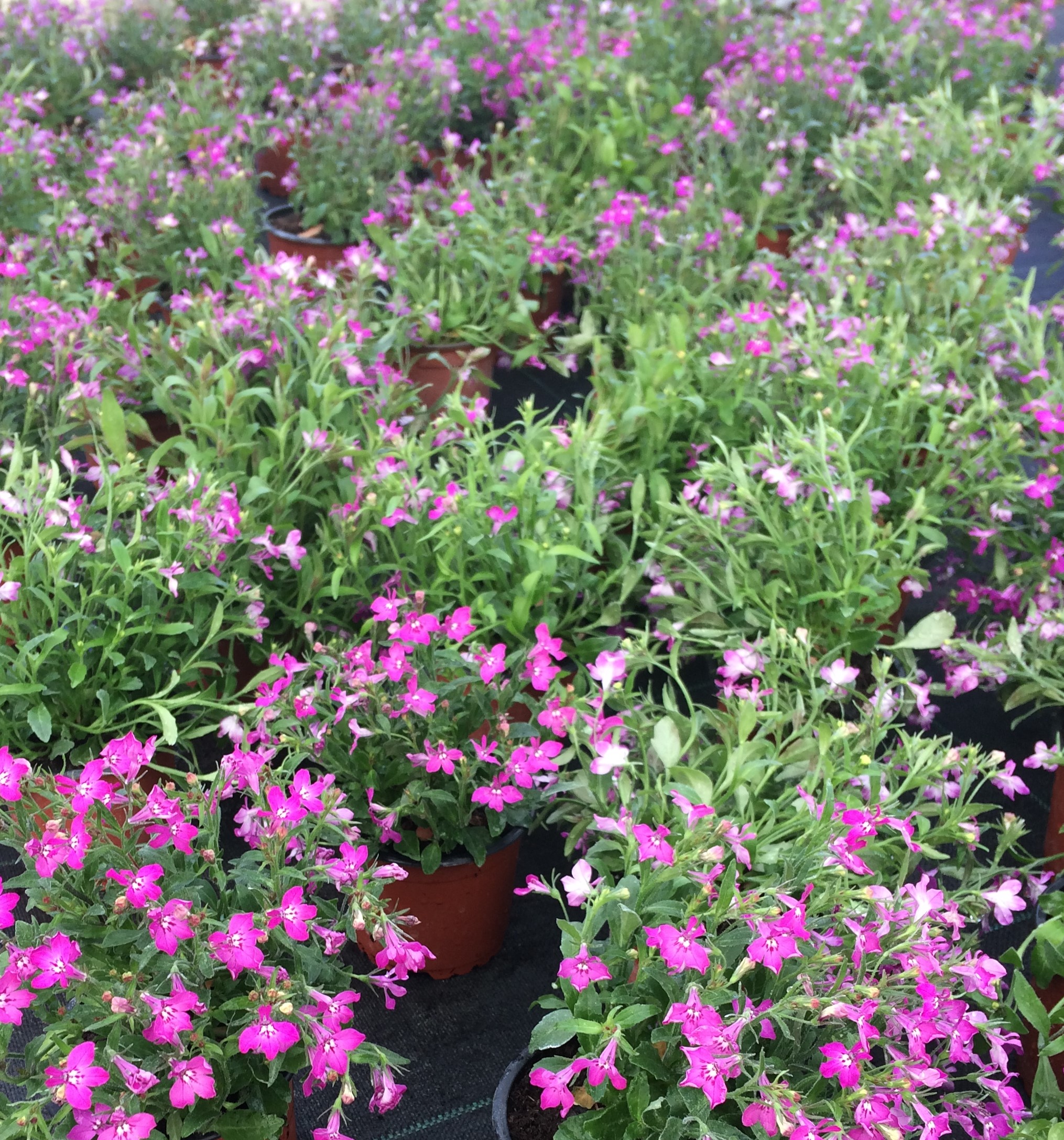 Plantes annuelles