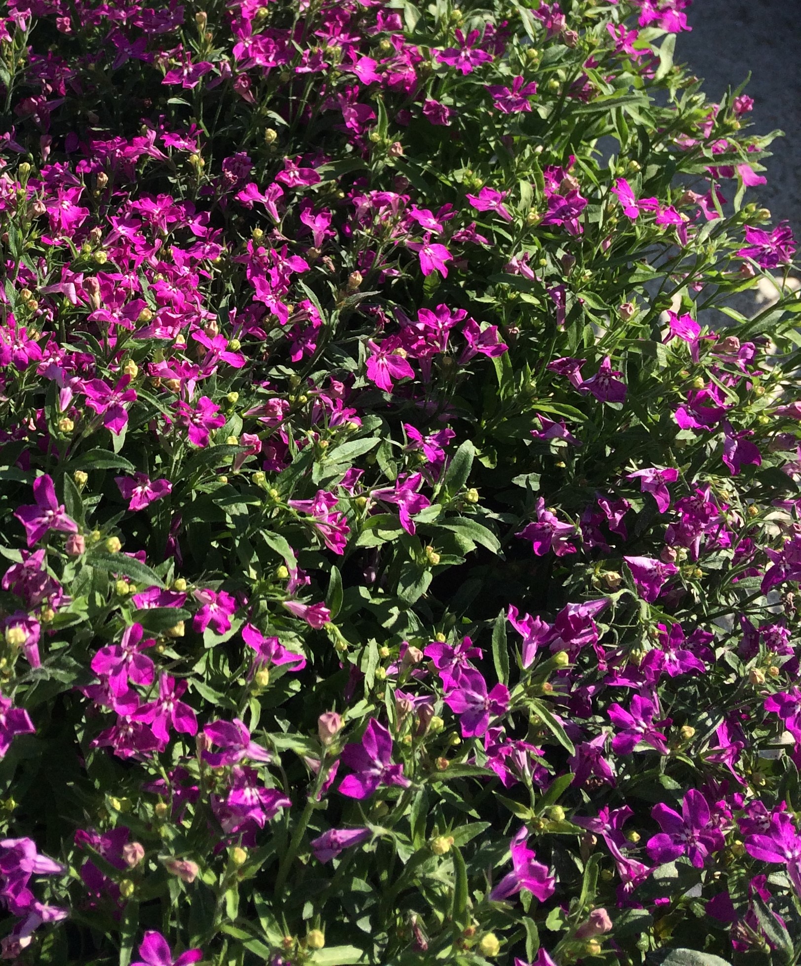 Plantes annuelles