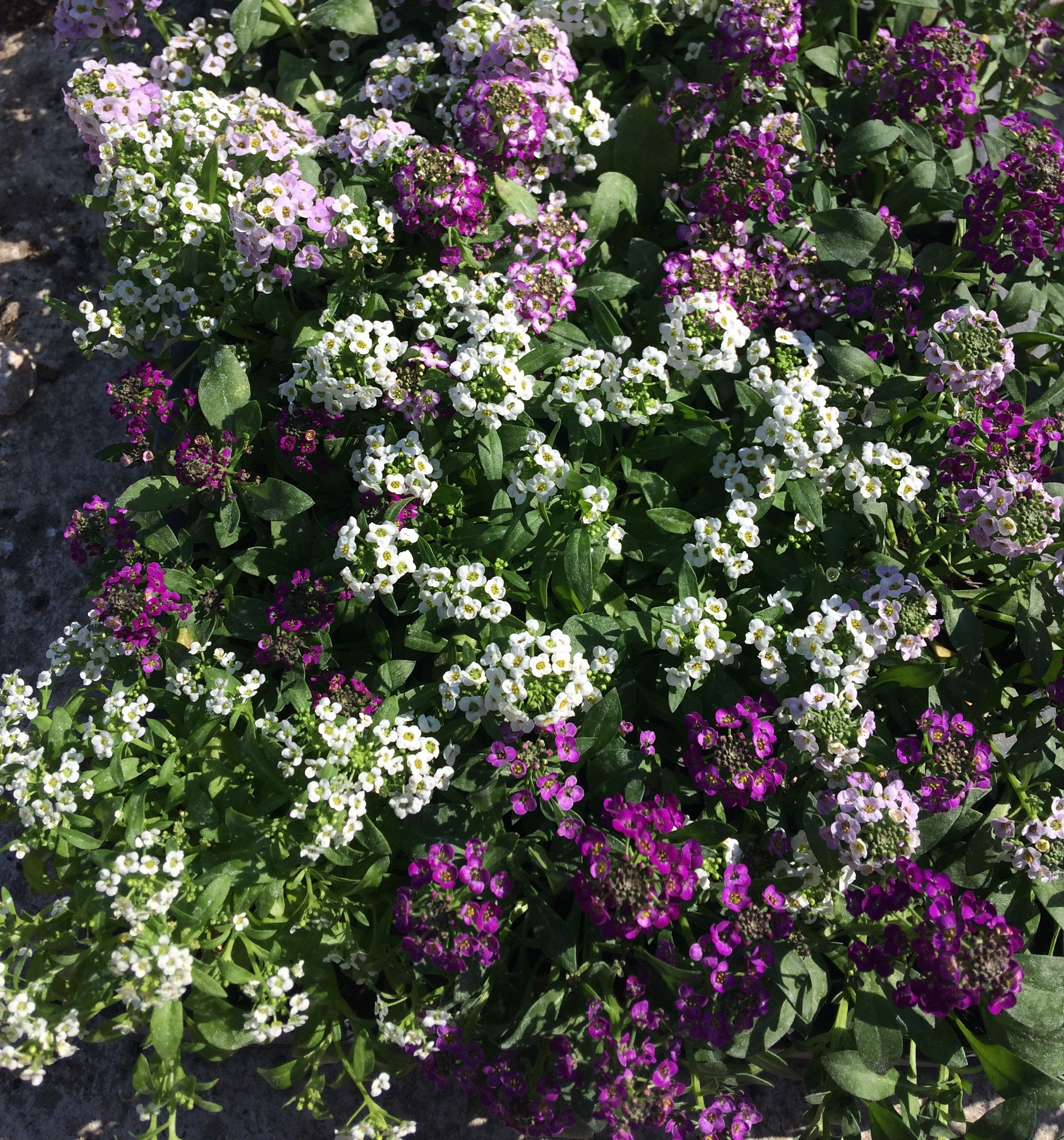 Plantes annuelles