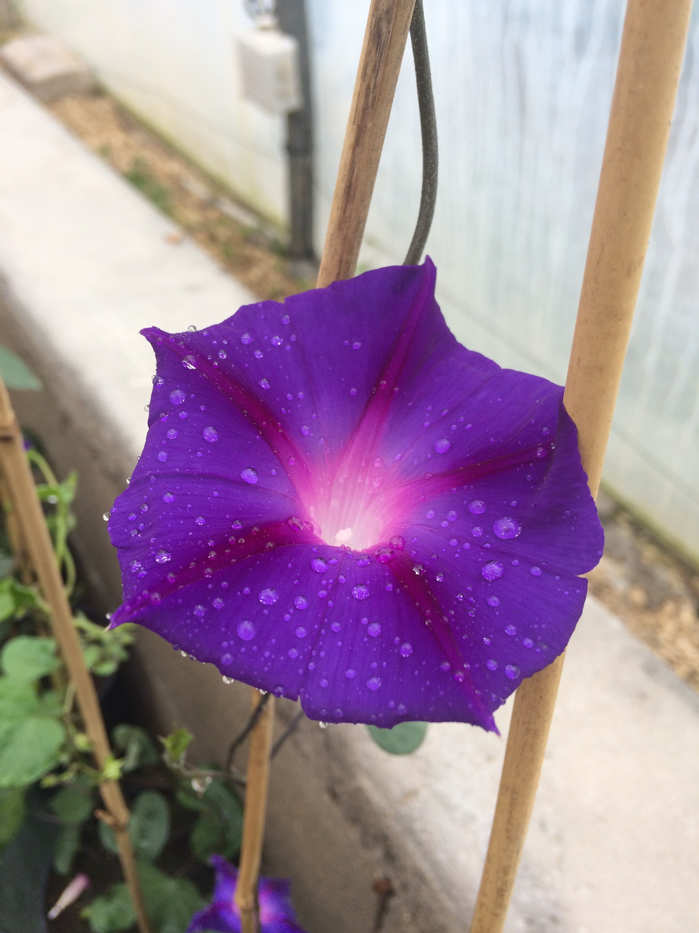 Plantes vivaces