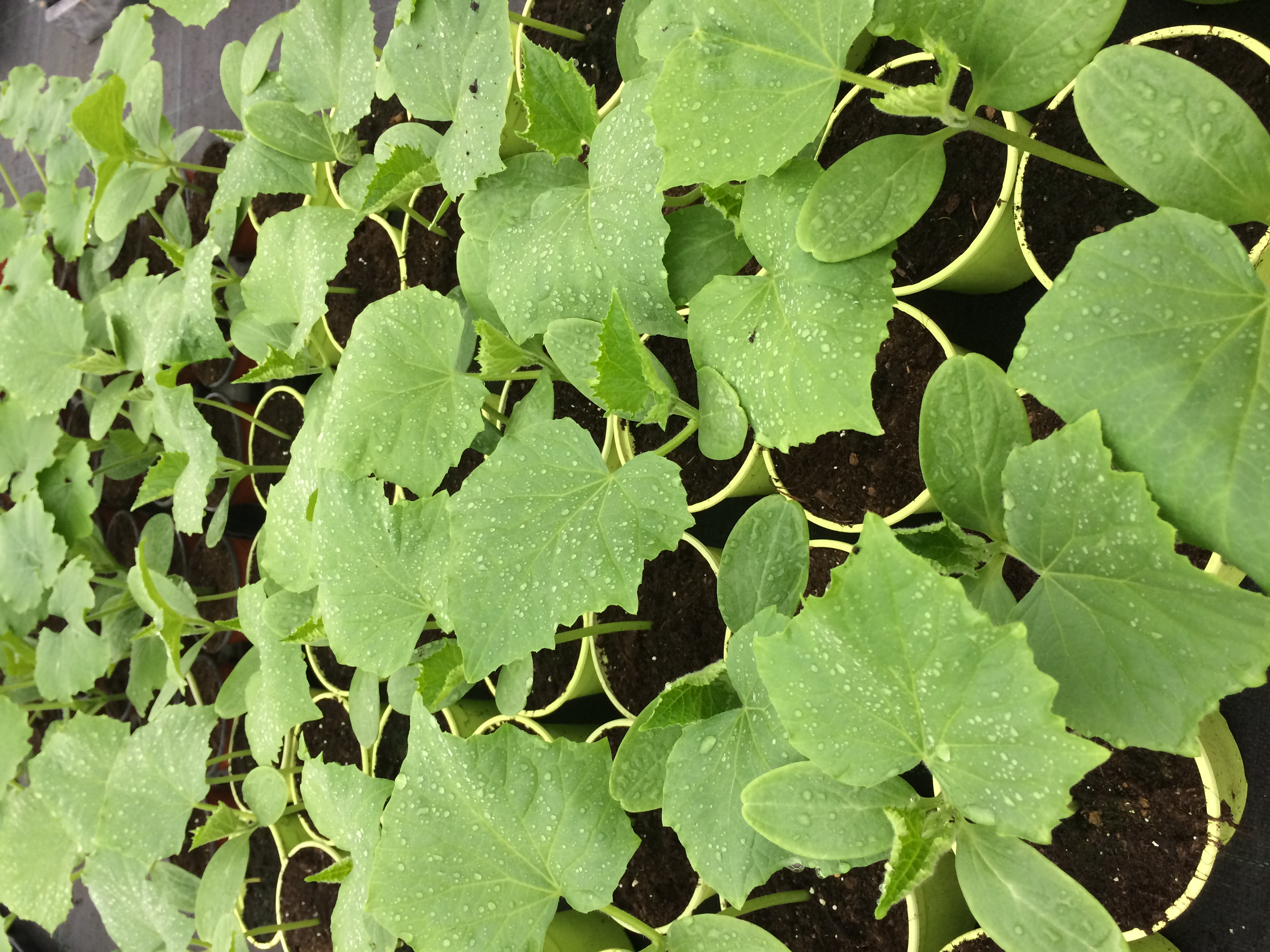 Plantes potageres