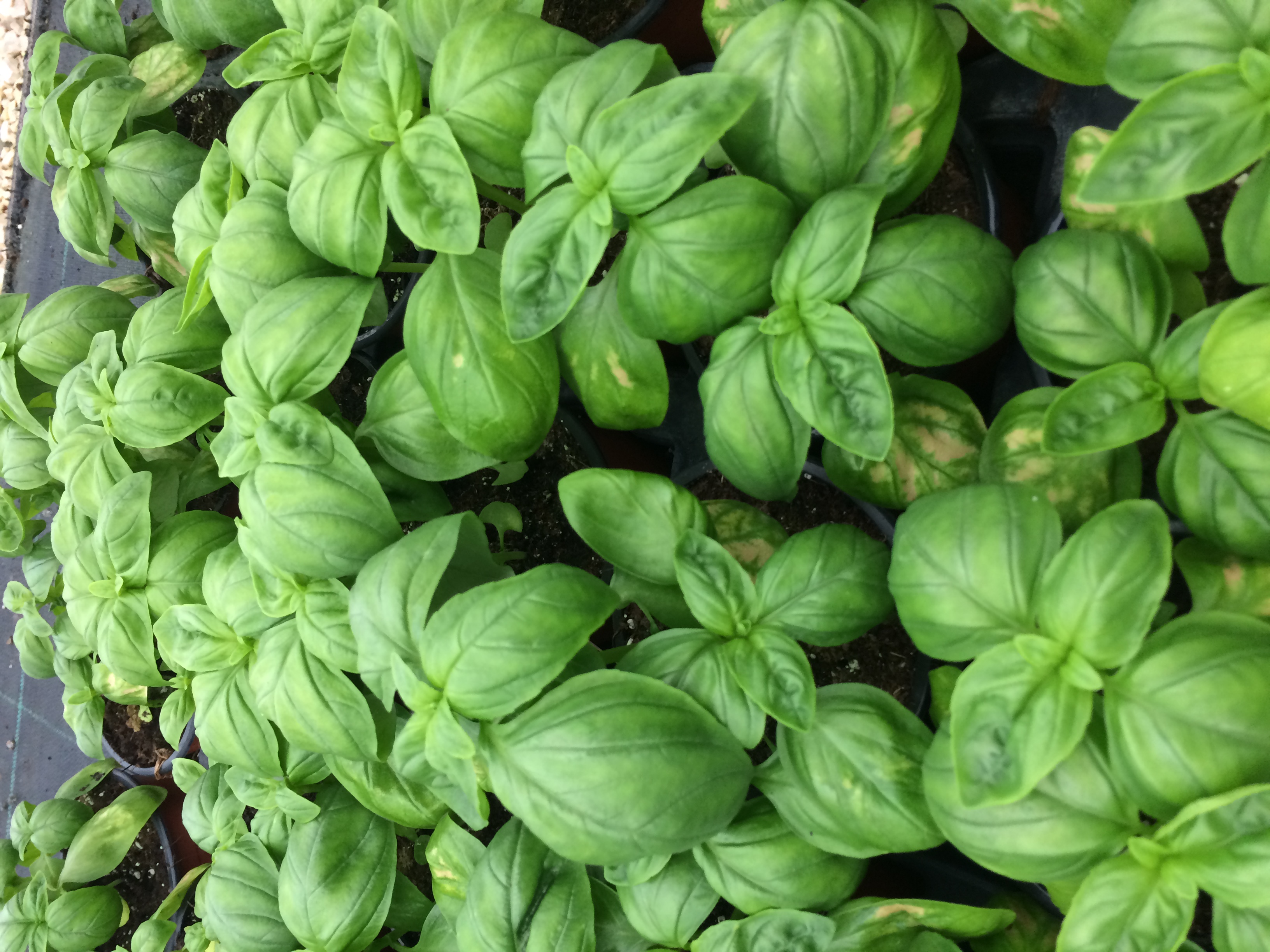 Plantes condimentaires