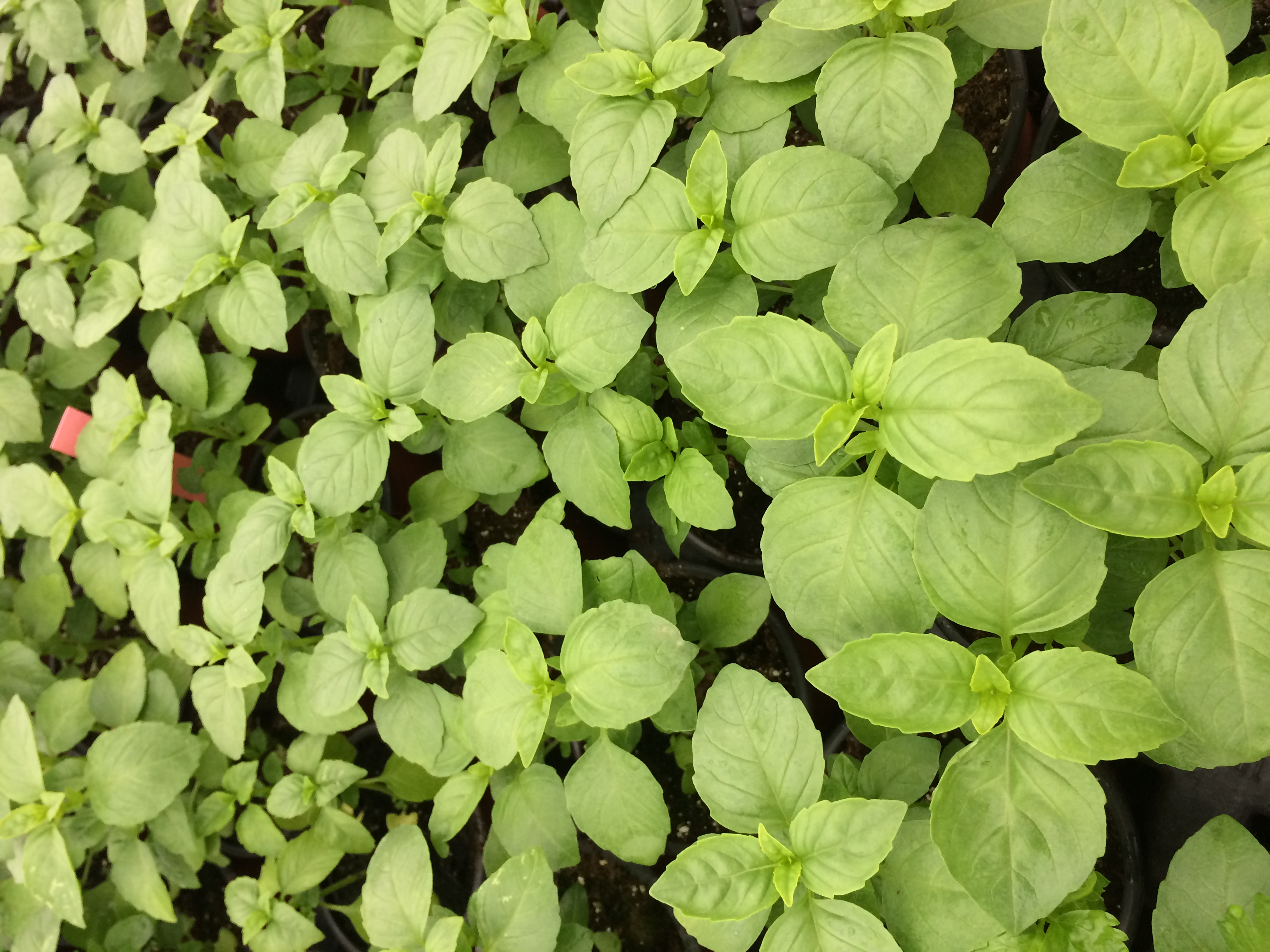 Plantes condimentaires