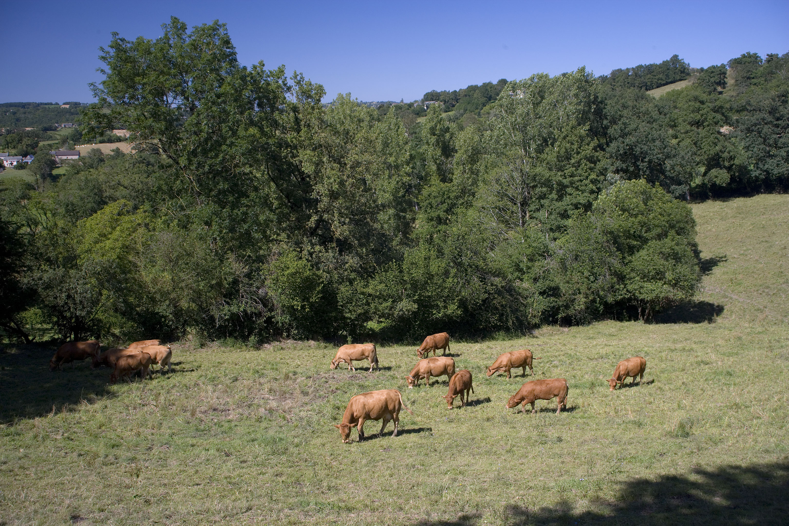 Le Veau d'Aveyron et du Segala