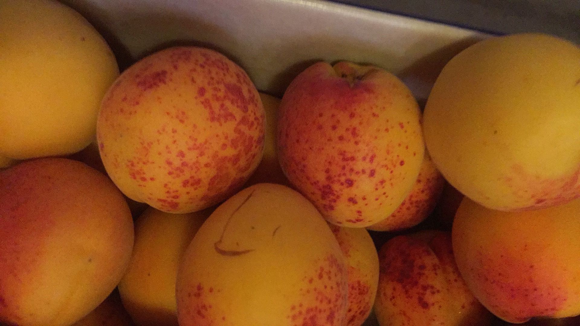 Abricots rouges du Roussillon AOP