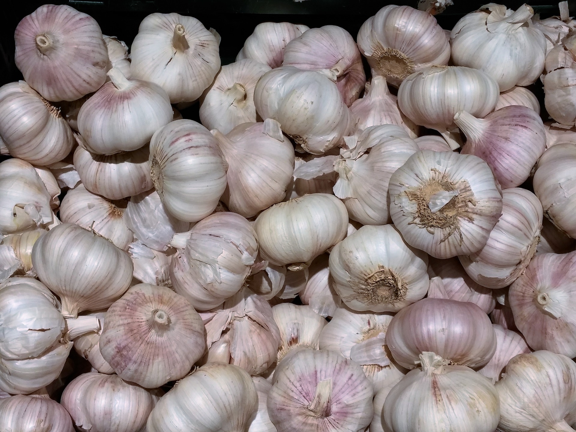Ail au kg
