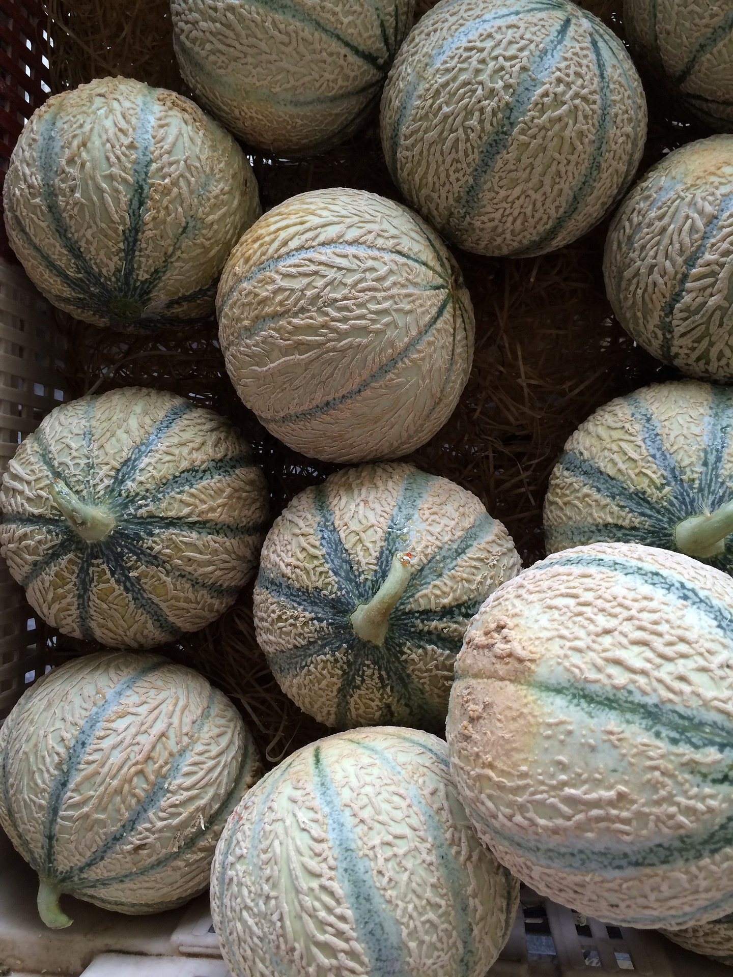 Melon au kg